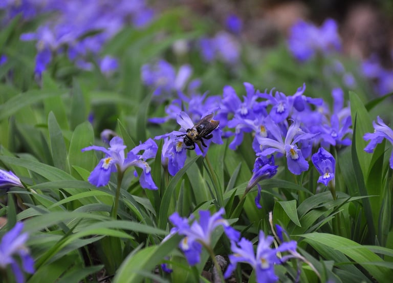 A rare plant identified during a Natural Heritage Evaluation.