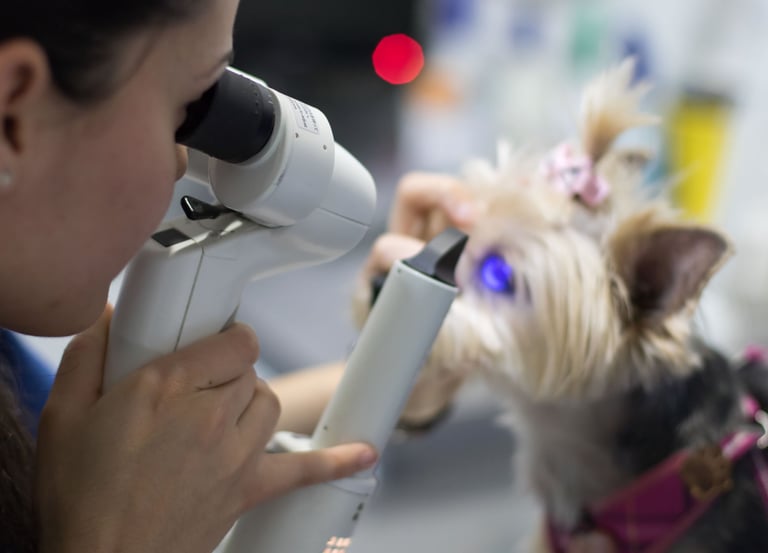 oftalmología veterinaria