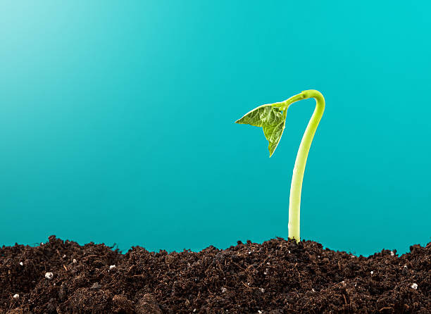 Agencia de Google Ads - Plan Basico