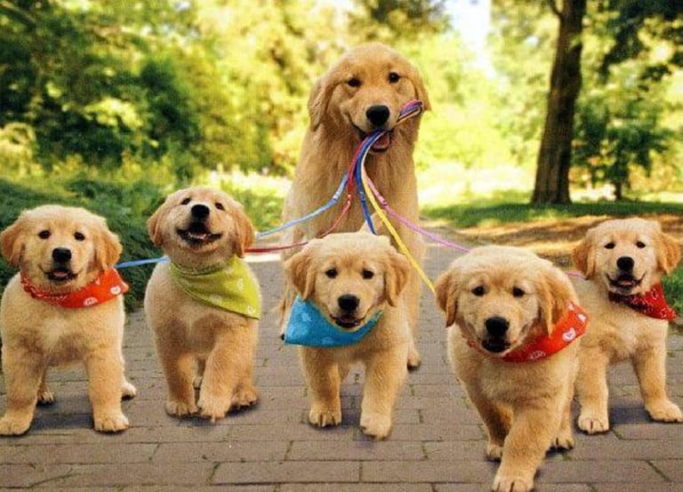 a group of puppies are standing in front of a group of dogs