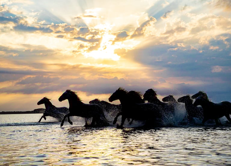 Silhouette of wild horses galloping through ocean water during a dramatic golden sunset.