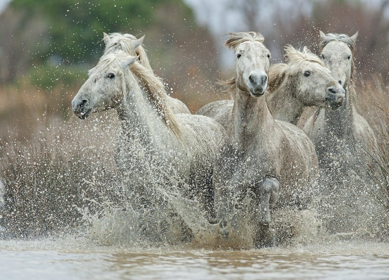 Wild white Camargue horses galloping through marsh water with dramatic splashing.