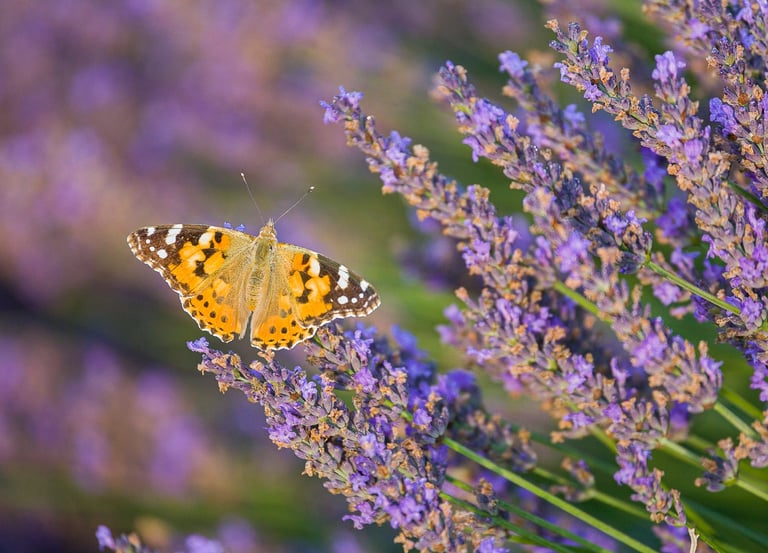 Painted lady butterfly with orange and black wings resting on purple lavender flowers in a field.