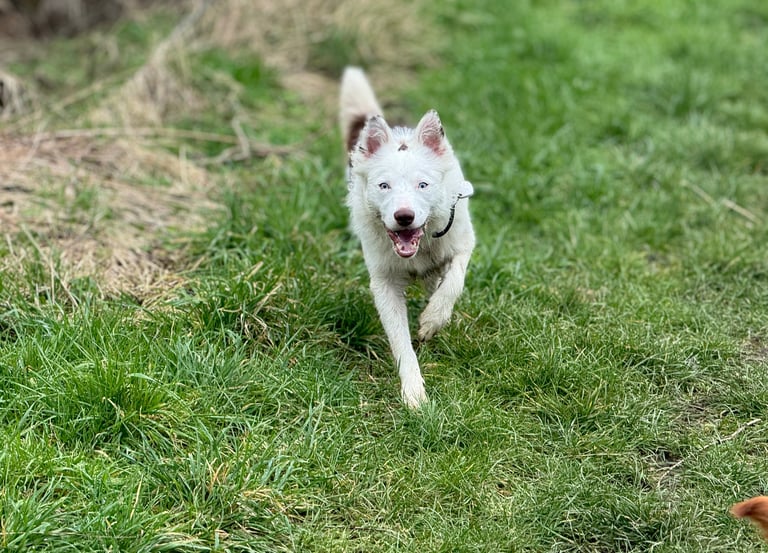 a dog walker with a dog in harrogate, walking with other dogs