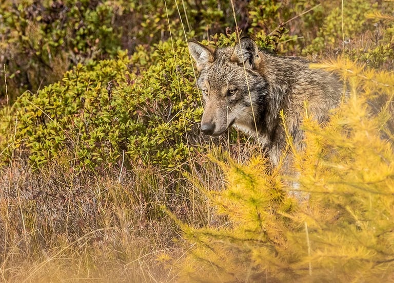 Un loup photographié à l'état sauvage en France par Corentin Esmieu