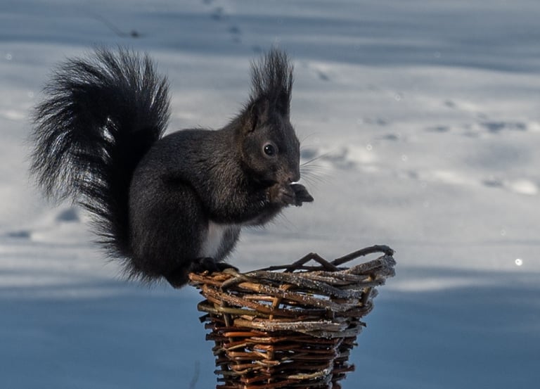 écureuil-mangeant-des-noisettes-sur-une-petite-mangeoire-en-osier-sauvage