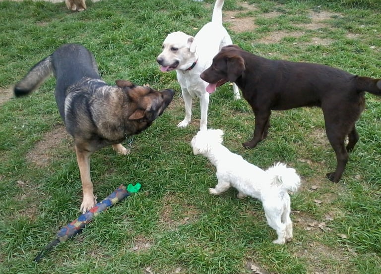 socializando nuestros perros