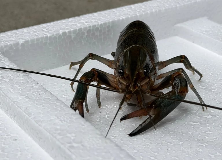 Premium Redclaw freshwater lobster Riva Vela for consistent Horeca and professional kitchen supply
