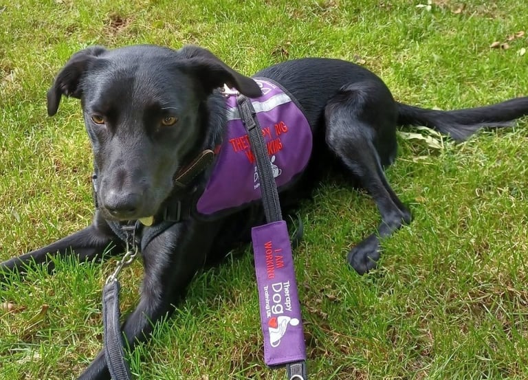 A black therapy dog wearing a purple working vest and leash lying on green grass.