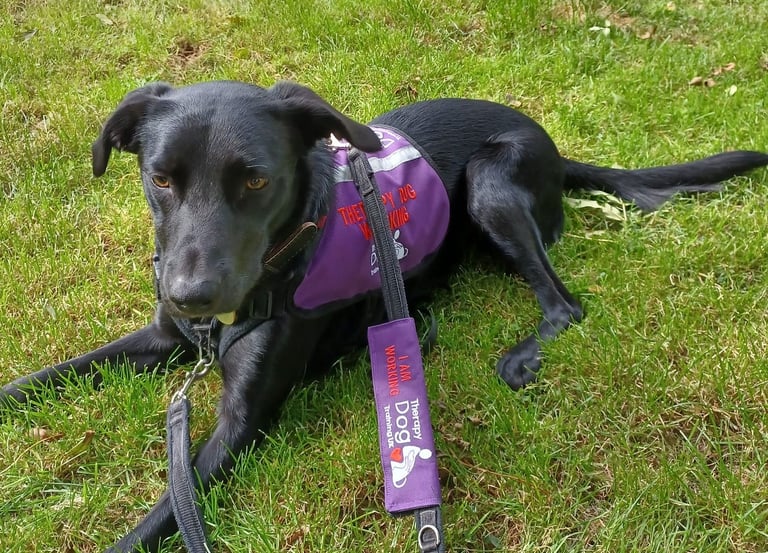 A beautiful therapy dog training uk therapy dog wearing its work harness