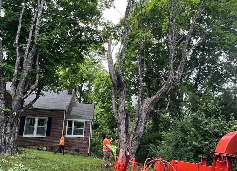 emercency tree removal