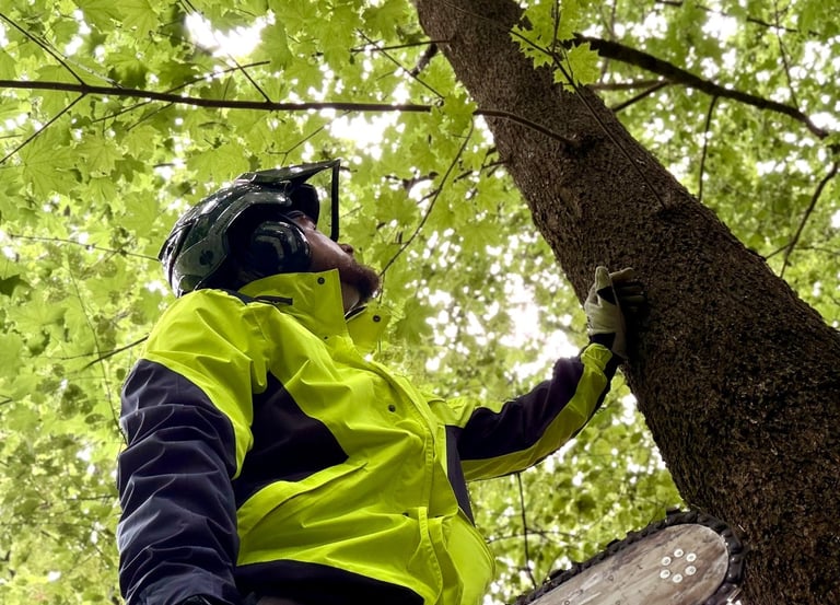Arborist in safety gear using a Stihl chainsaw for professional tree removal and pruning service.
