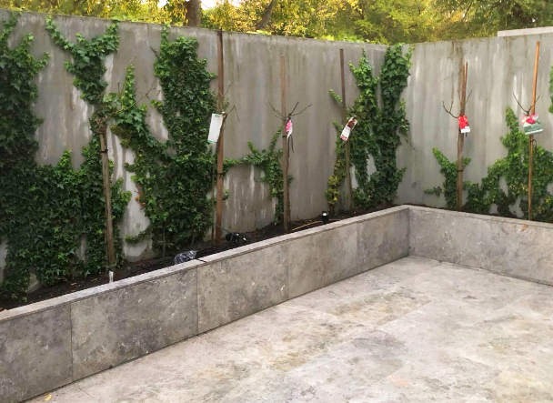 Ripponlea Landscapes espalier climber