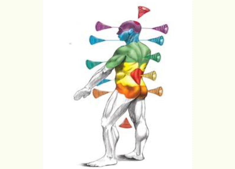 Anatomia dell'anima animale-chakra