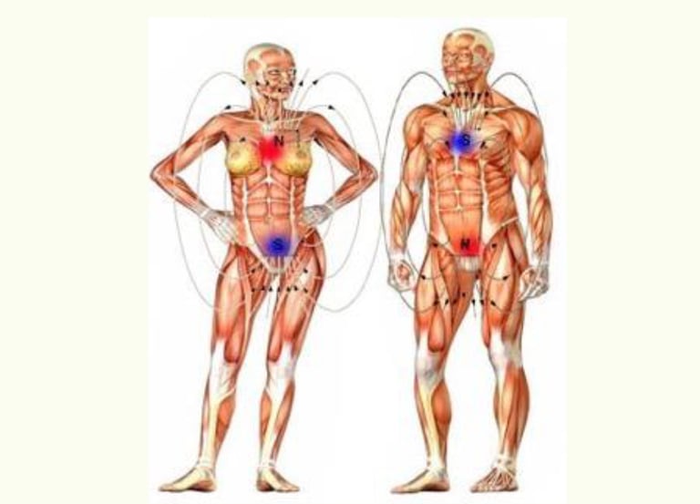 Anatomia dell'anima animale, poli