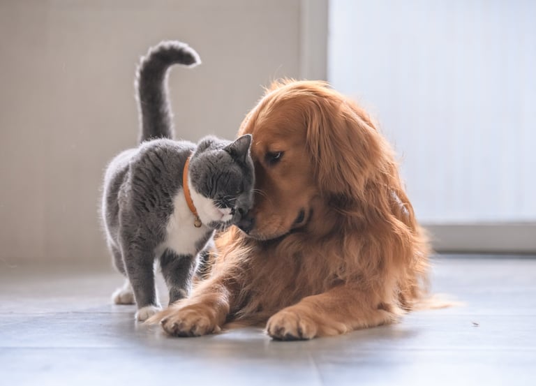 Reliable pet sitting and dog walking and cat sitting in Lynnwood, Edmonds Everett, and Mukilteo