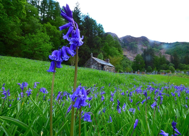 field of bluebells surrounding a graveyard with forest and mountains