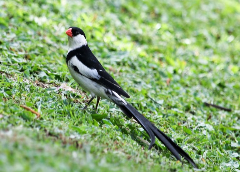 pin-tailed-wydah