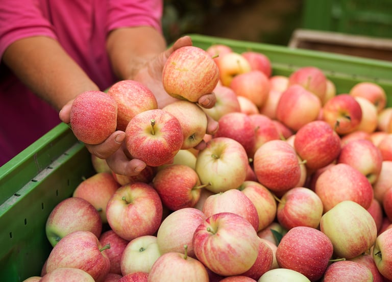 Honeycrisp apples picked fresh from Prince Edward Island orchard
