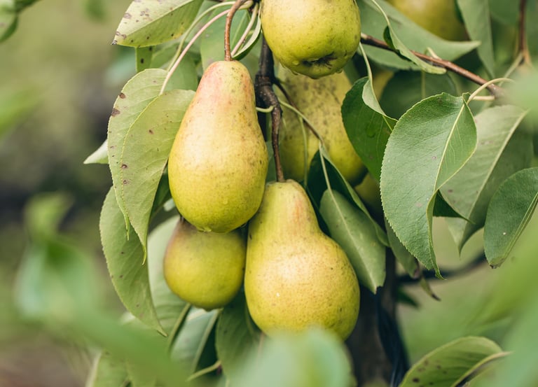 Juicy pears grown in Murray River, Prince Edward Island