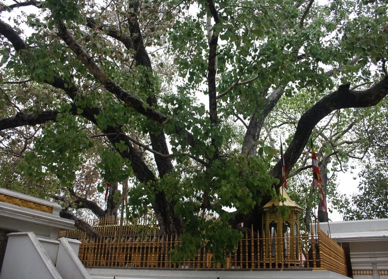 Jaya Sri Maha Bodhi