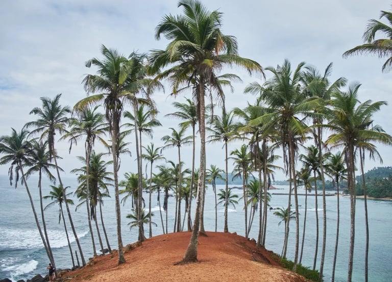 Coconut Tree Hill
