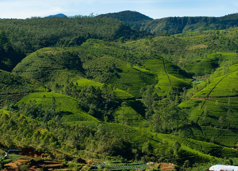 Nuwara Eliya Sri Lanka