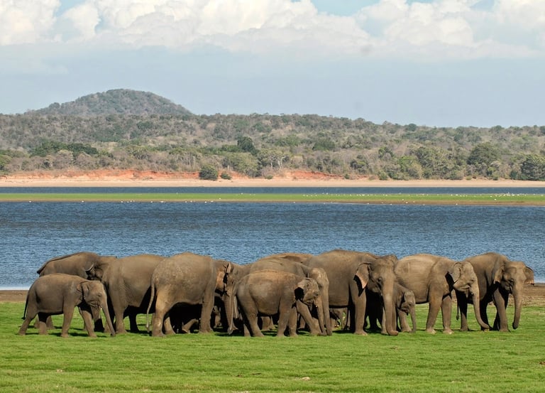 minneriya elephants