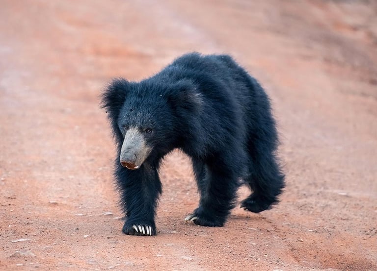 sri lanka bear