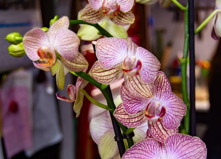 Multiple Phalaenopsis orchid flowers featuring delicate white petals with intricate purple veining and a deep magenta center.