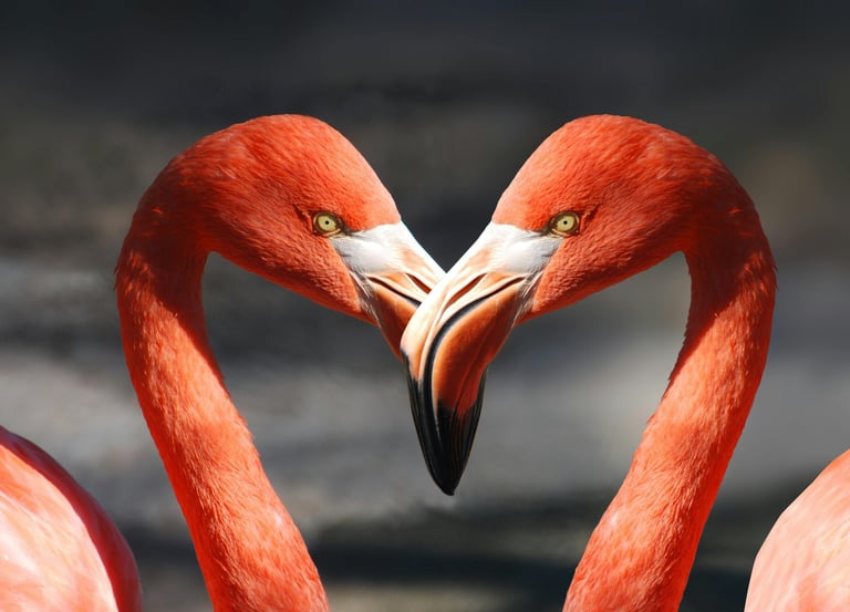 Flamencos Isla Pelicanos Chuburna