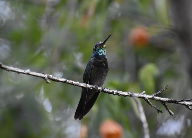 A Rivoli's Hummingbird with irridescent blue throat perches on a thin branch