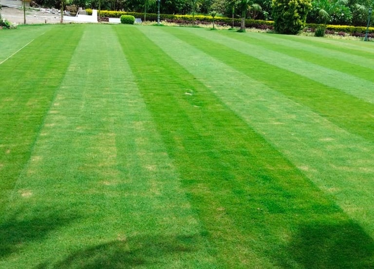 lawn grass suppliers Vijayawada
