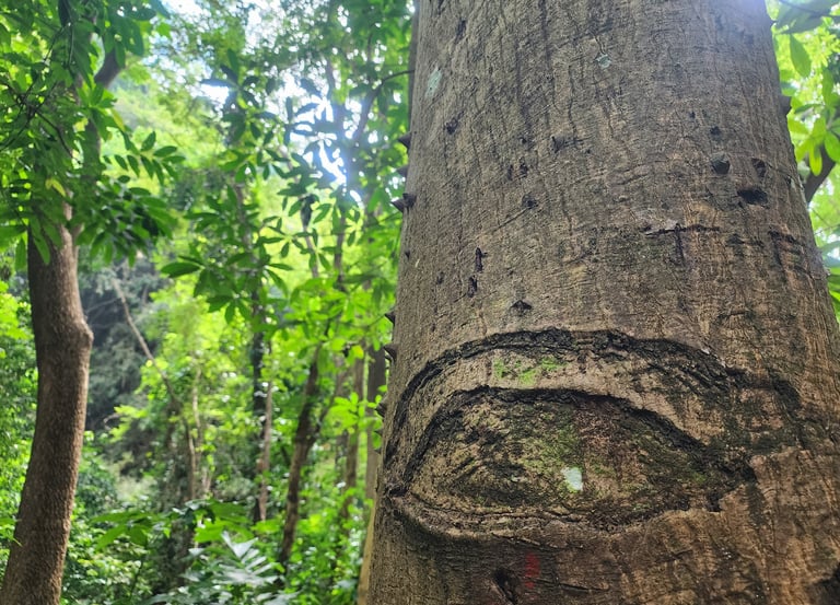 Close-up of a tree trunk with an eye-shaped marking in a lush green tropical forest.