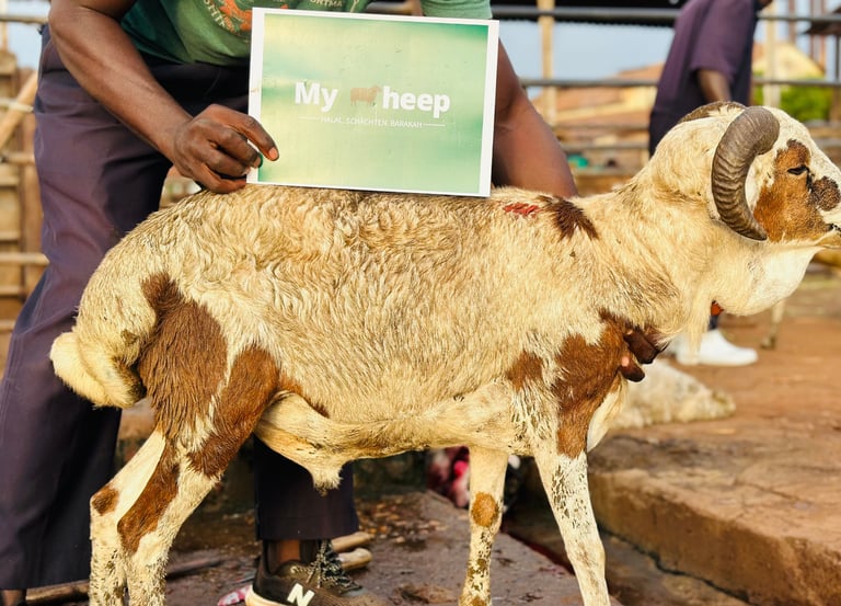 Kurban Schaf 1