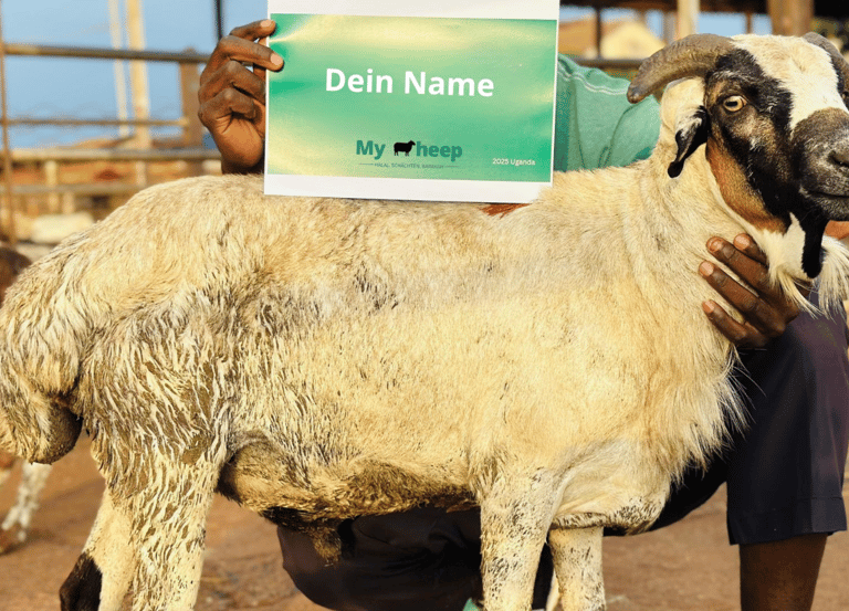 Schlachtung nach Niyyah, Qurbān, ʿAqīqah, Sadaqah, Shifaa (Heilung), Dankbarkeit, Kaffārah, Baraka,