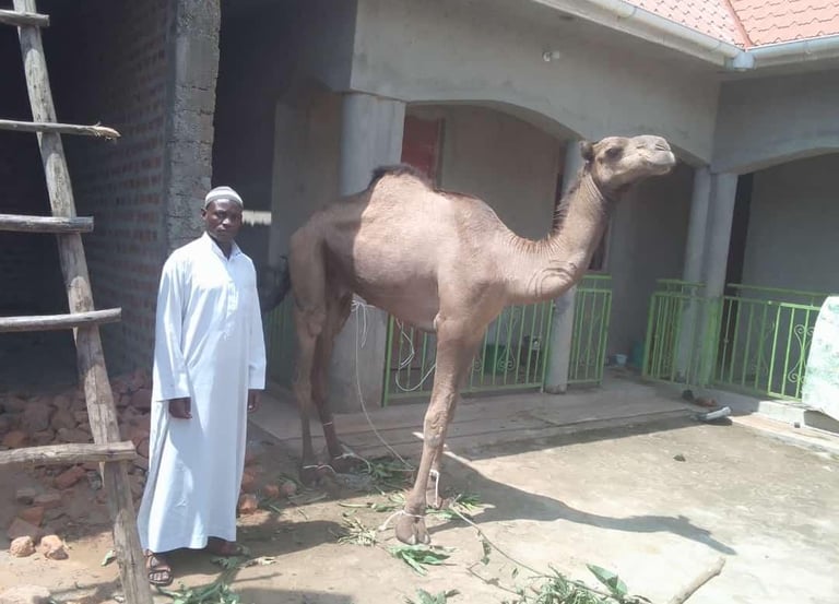 Kurban Kamel