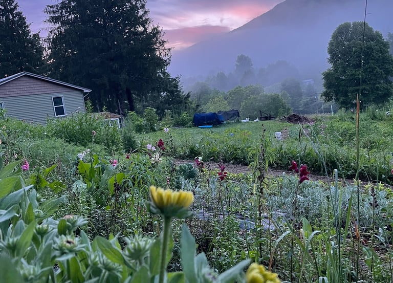 Rolling misted mountainside backdrops a blossoming local flower farm