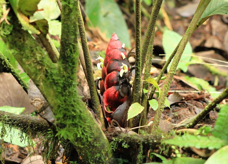 A vibrant red Zingiber ginger flower blooming amidst mossy green stems in a lush tropical rainforest.