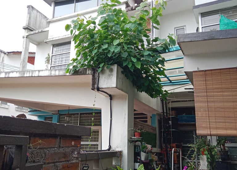 a tree growing on the roof need pruning and removed