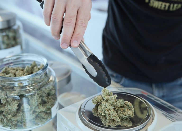 cannabis-buds-weighing-scale