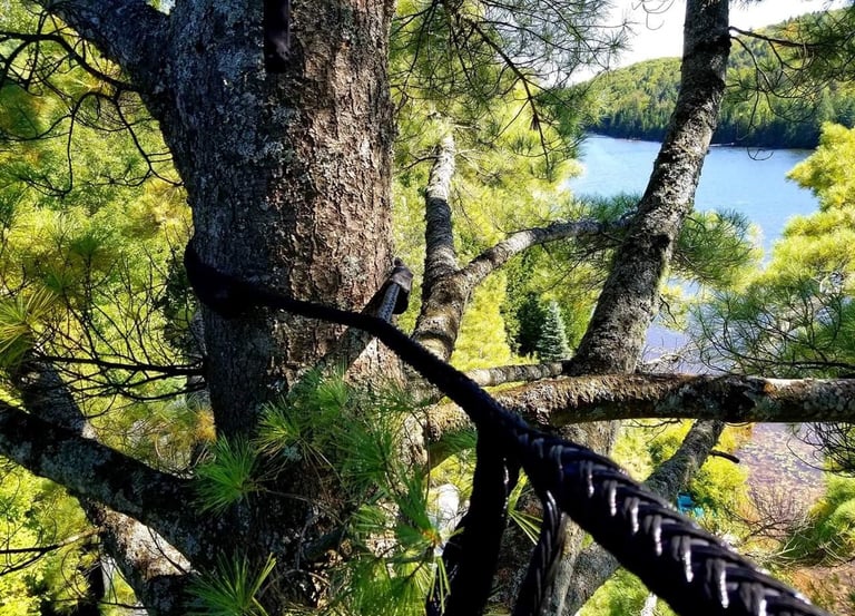 arbre maintenu par des sangles 