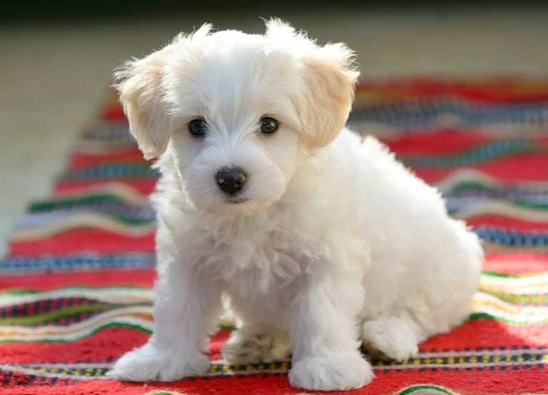 A cheerful puppy sitting on a soft blanket, looking curious and playful
