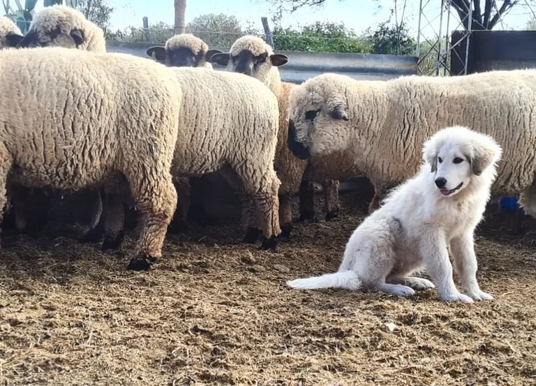 Perro protector de ganado junto a ovejas en el campo