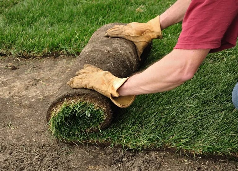 High-quality rolls of fresh grass sod for residential lawn replacement