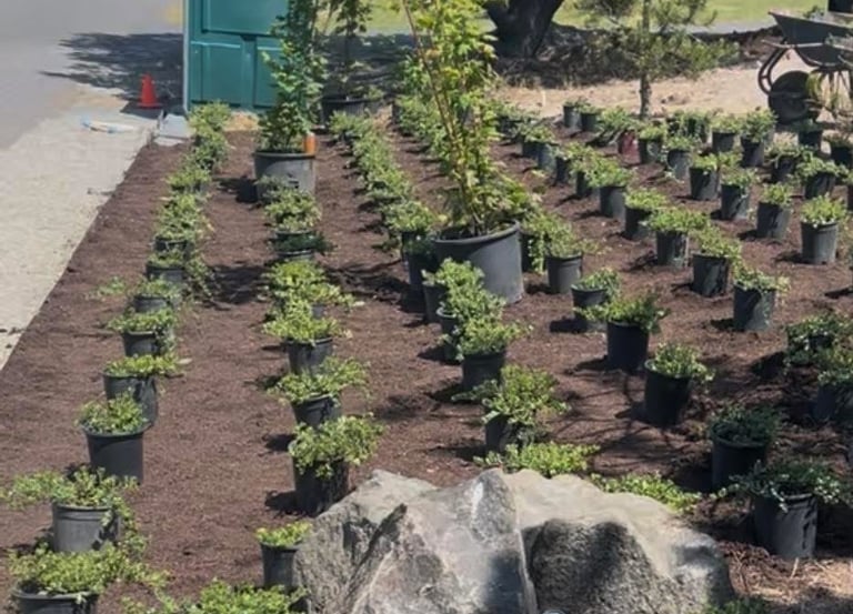 Selection of premium shrubs and perennials ready for professional garden bed installation.
