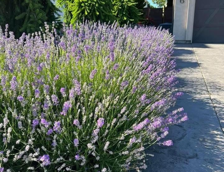 xpert flower planting and soil amendment services in Toronto gardens