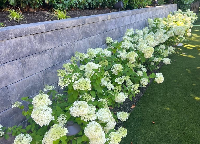 White blooming hydrangeas along a modern stone retaining wall and artificial turf lawn.