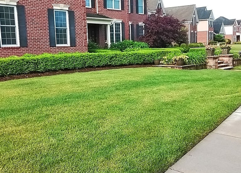 Clean-cut lawn maintenance with manicured privacy hedges and professional edging for a brick home