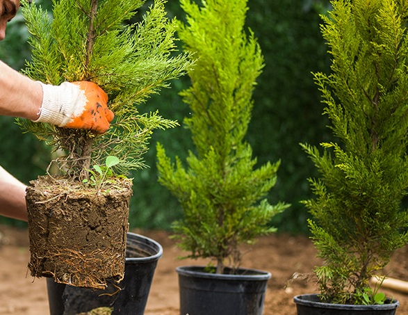 Close-up of a professional landscaper planting a healthy cedar tree in a residential garden.